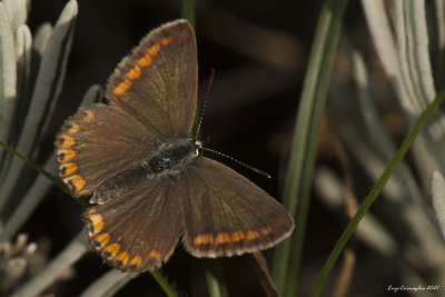 Polyommatus icarus (femmina)