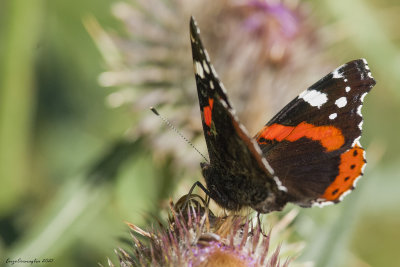 Vanessa atalanta
