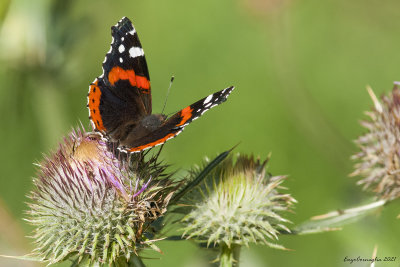 Vanessa atalanta