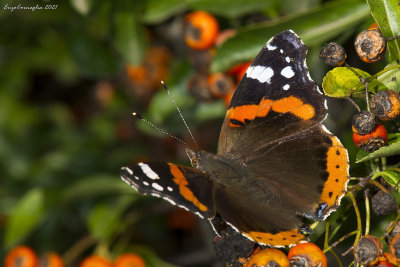 Vanessa atalanta