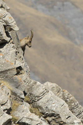 Capra ibex