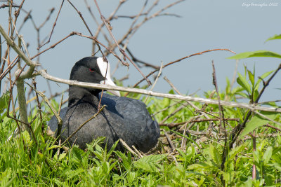 Folaga (Fulica atra)