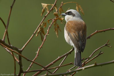 Averla piccola (Lanius collurio)