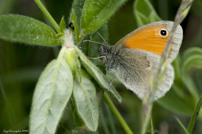 Coenonympha pamphilus