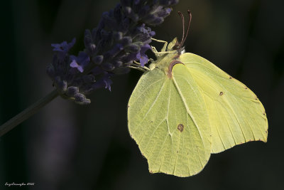 Gonepteryx rhamni