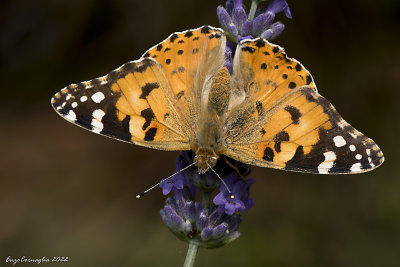 Vanessa cardui