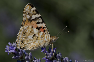 Vanessa cardui
