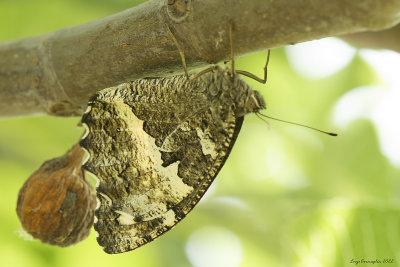 Hipparchia fagi