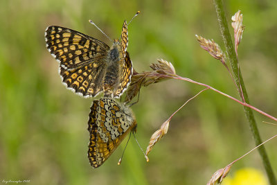 melitaea cinxia