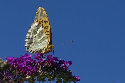 Argynnis paphia