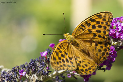 Argynnis paphia