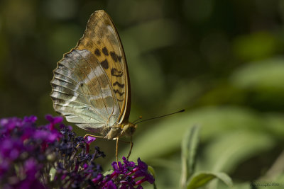 Argynnis paphia