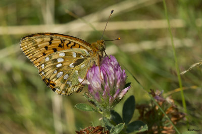 Argynnis adippe 