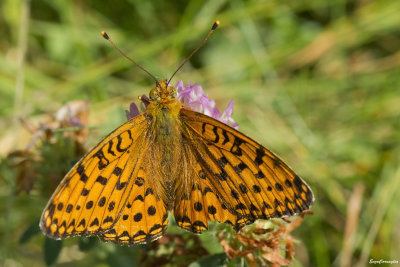 nymphalidae
