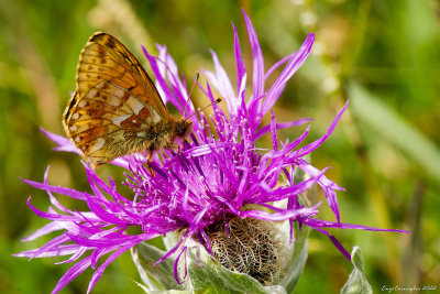 Boloria napaea