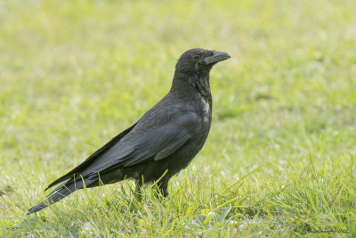 Corvo imperiale (Corvus corax)