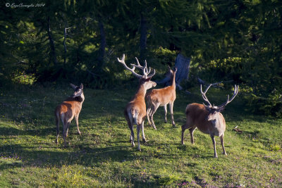 Cervo (Cervus elaphus)