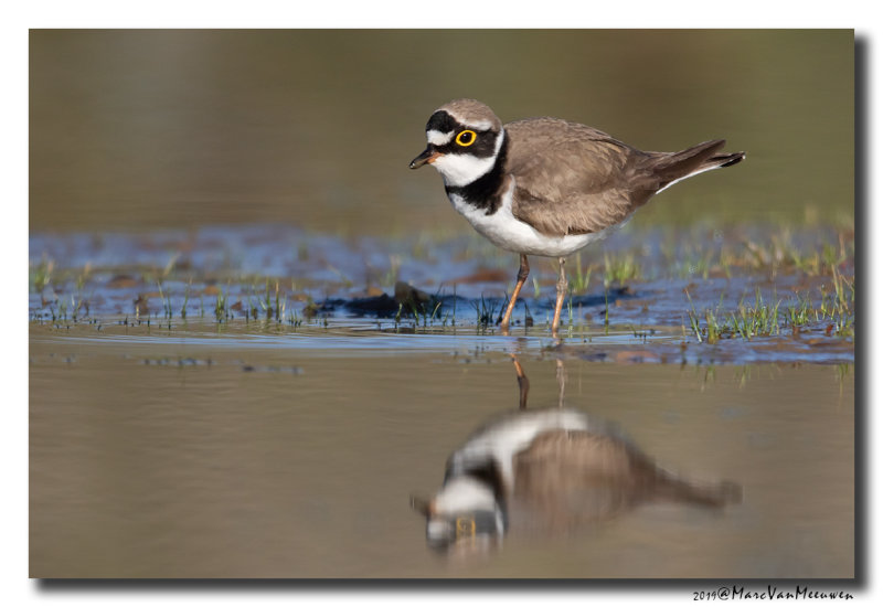 Kleine Plevier - Little Ringed Plover 2019