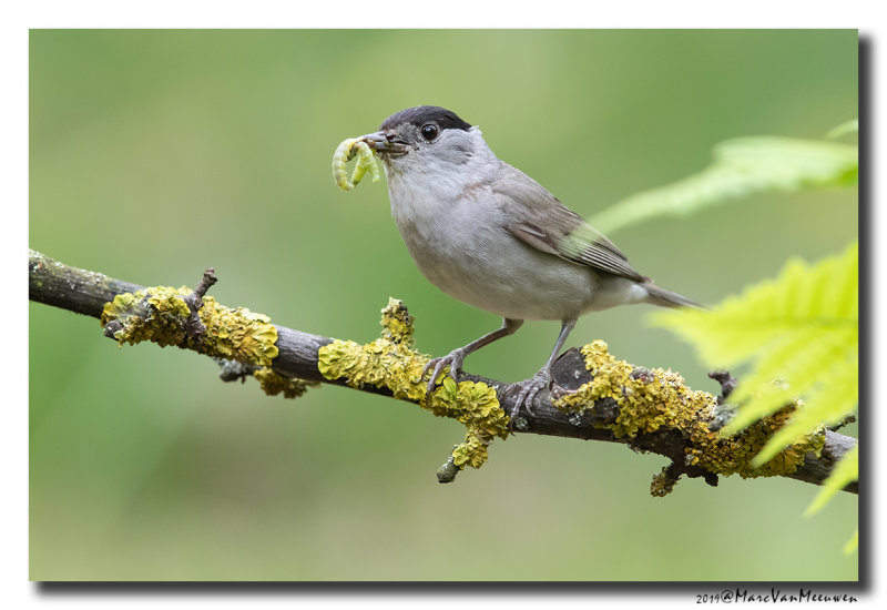 Zwartkop - Blackcap 2019