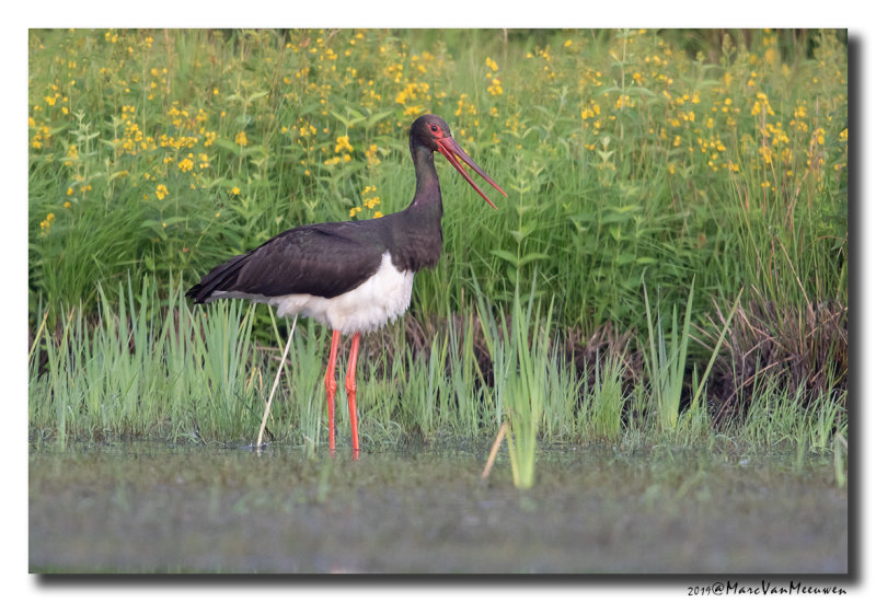 Zwarte Ooievaar - Black Stork