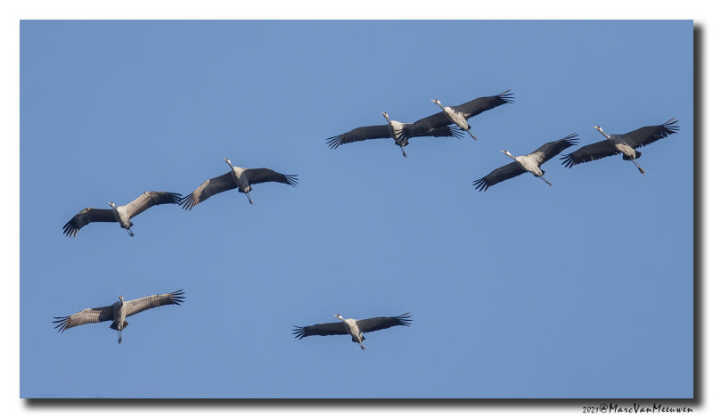 Kraanvogel - Crane 
