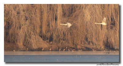 Wilde Zwaan - Whooper Swan 20190121