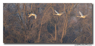 Wilde Zwaan - Whooper Swan 20190121