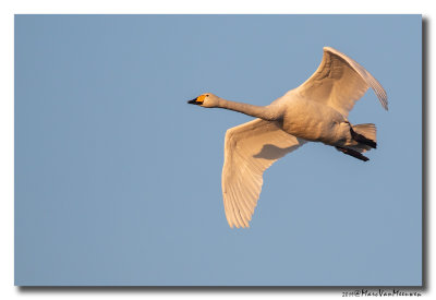 Wilde Zwaan - Whooper Swan 20190121