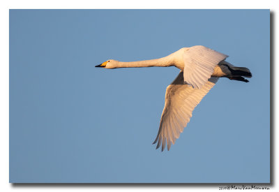 Wilde Zwaan - Whooper Swan 20190121