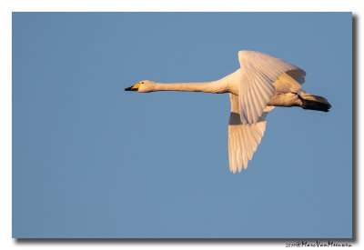 Wilde Zwaan - Whooper Swan 20190121
