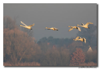 Wilde Zwaan - Whooper Swan 20190121
