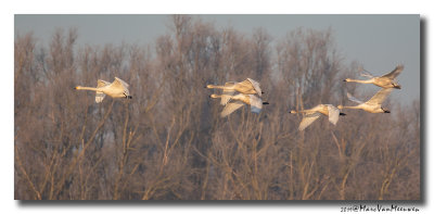 Wilde Zwaan - Whooper Swan 20190121