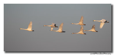 Wilde Zwaan - Whooper Swan 20190121