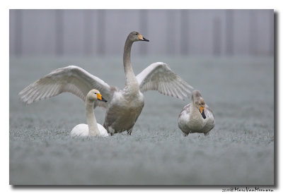 Wilde Zwaan - Whooper Swan 20190131