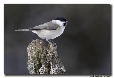 Glanskop - Marsh Tit