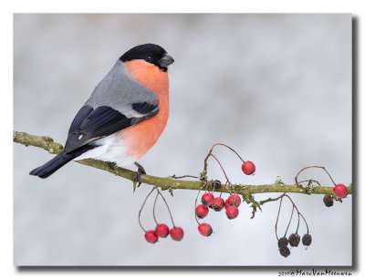 Goudvink - Bullfinch