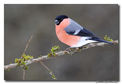 Goudvink - Bullfinch