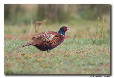 Fazant - Pheasant 20181105