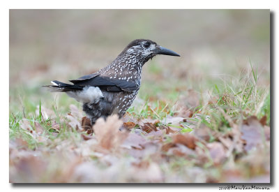 Notenkraker-Spotted Nutcracker 20181218