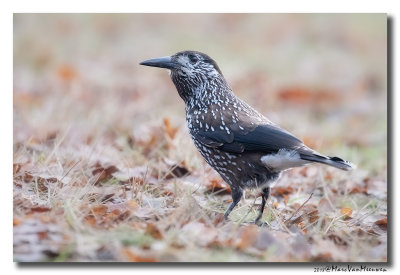 Notenkraker-Spotted Nutcracker 20181218