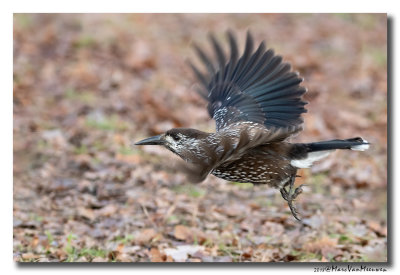 Notenkraker-Spotted Nutcracker 20181218