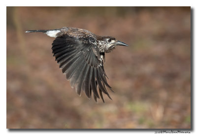 Notenkraker-Spotted Nutcracker 20181218