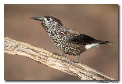 Notenkraker-Spotted Nutcracker 20181218