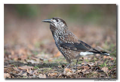 Notenkraker-Spotted Nutcracker 20181218