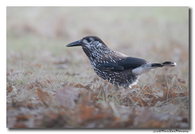Notenkraker-Spotted Nutcracker 20181218