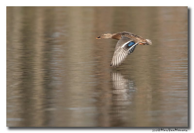 Wintertaling - Eurasian Teal 2018