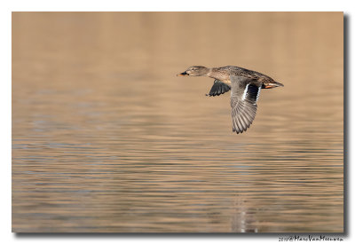 Wintertaling - Eurasian Teal 2018