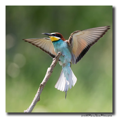 Bijeneter - Bee-eater 2019