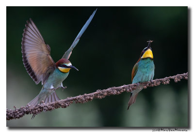Bijeneter - Bee-eater 2019