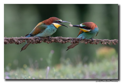 Bijeneter - Bee-eater 2019